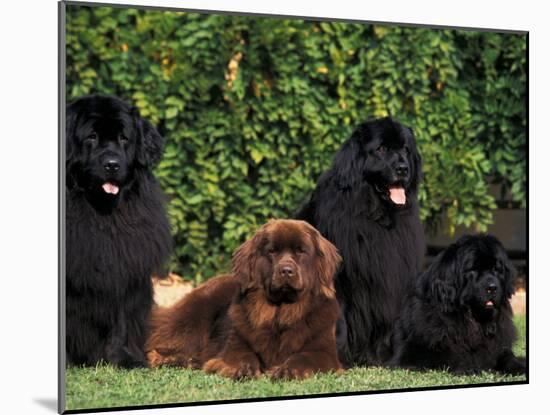 Domestic Dogs, Four Newfoundland Dogs Resting on Grass-Adriano Bacchella-Mounted Photographic Print