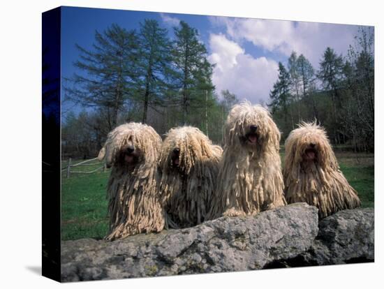 Domestic Dogs, Four Pulik / Hungarian Water Dogs Sitting Together on a Rock-Adriano Bacchella-Stretched Canvas