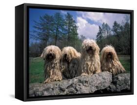 Domestic Dogs, Four Pulik / Hungarian Water Dogs Sitting Together on a Rock-Adriano Bacchella-Framed Stretched Canvas