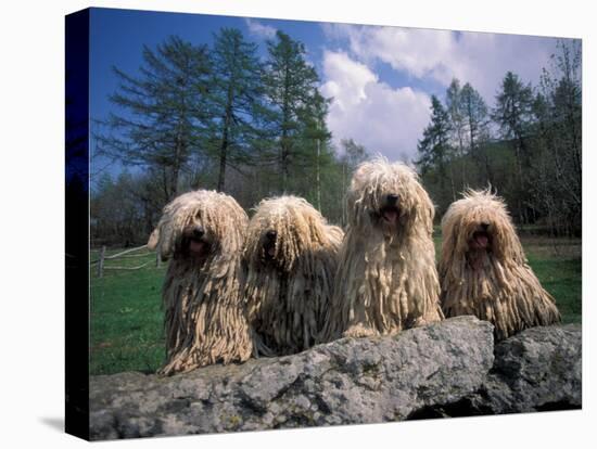 Domestic Dogs, Four Pulik / Hungarian Water Dogs Sitting Together on a Rock-Adriano Bacchella-Stretched Canvas