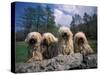 Domestic Dogs, Four Pulik / Hungarian Water Dogs Sitting Together on a Rock-Adriano Bacchella-Stretched Canvas