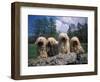 Domestic Dogs, Four Pulik / Hungarian Water Dogs Sitting Together on a Rock-Adriano Bacchella-Framed Premium Photographic Print