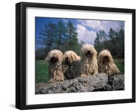 Domestic Dogs, Four Pulik / Hungarian Water Dogs Sitting Together on a Rock-Adriano Bacchella-Framed Photographic Print