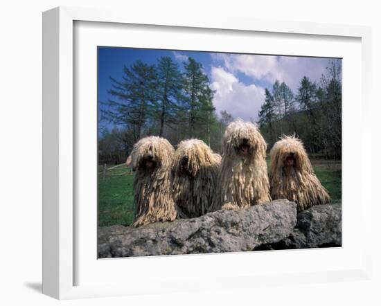 Domestic Dogs, Four Pulik / Hungarian Water Dogs Sitting Together on a Rock-Adriano Bacchella-Framed Photographic Print