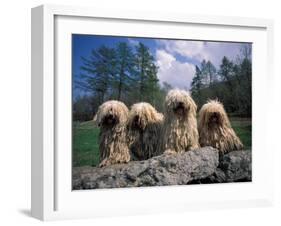 Domestic Dogs, Four Pulik / Hungarian Water Dogs Sitting Together on a Rock-Adriano Bacchella-Framed Photographic Print