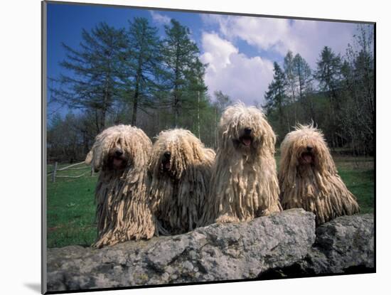 Domestic Dogs, Four Pulik / Hungarian Water Dogs Sitting Together on a Rock-Adriano Bacchella-Mounted Photographic Print