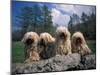 Domestic Dogs, Four Pulik / Hungarian Water Dogs Sitting Together on a Rock-Adriano Bacchella-Mounted Photographic Print