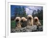 Domestic Dogs, Four Pulik / Hungarian Water Dogs Sitting Together on a Rock-Adriano Bacchella-Framed Photographic Print