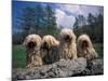 Domestic Dogs, Four Pulik / Hungarian Water Dogs Sitting Together on a Rock-Adriano Bacchella-Mounted Photographic Print