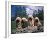 Domestic Dogs, Four Pulik / Hungarian Water Dogs Sitting Together on a Rock-Adriano Bacchella-Framed Photographic Print