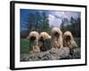 Domestic Dogs, Four Pulik / Hungarian Water Dogs Sitting Together on a Rock-Adriano Bacchella-Framed Photographic Print