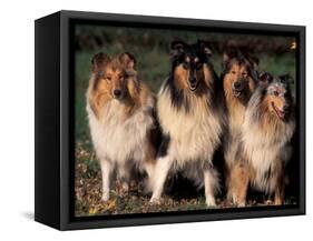 Domestic Dogs, Four Rough Collies Sitting Together-Adriano Bacchella-Framed Stretched Canvas