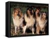 Domestic Dogs, Four Rough Collies Sitting Together-Adriano Bacchella-Framed Stretched Canvas