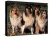 Domestic Dogs, Four Rough Collies Sitting Together-Adriano Bacchella-Stretched Canvas