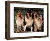 Domestic Dogs, Four Rough Collies Sitting Together-Adriano Bacchella-Framed Premium Photographic Print