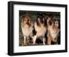 Domestic Dogs, Four Rough Collies Sitting Together-Adriano Bacchella-Framed Premium Photographic Print