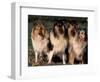 Domestic Dogs, Four Rough Collies Sitting Together-Adriano Bacchella-Framed Premium Photographic Print