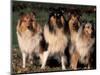 Domestic Dogs, Four Rough Collies Sitting Together-Adriano Bacchella-Mounted Premium Photographic Print