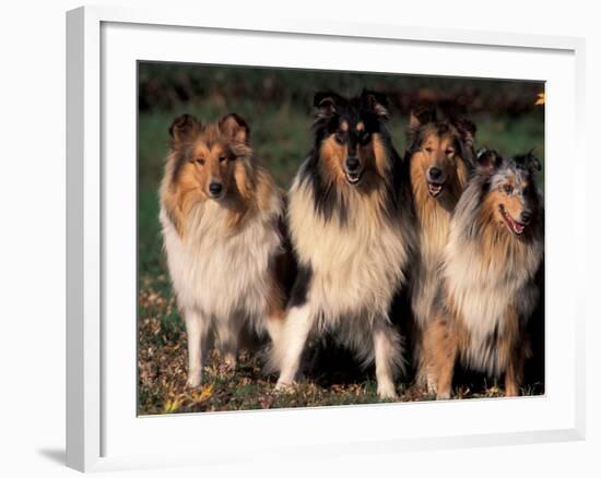 Domestic Dogs, Four Rough Collies Sitting Together-Adriano Bacchella-Framed Photographic Print