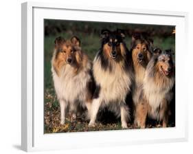 Domestic Dogs, Four Rough Collies Sitting Together-Adriano Bacchella-Framed Photographic Print