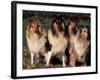Domestic Dogs, Four Rough Collies Sitting Together-Adriano Bacchella-Framed Photographic Print