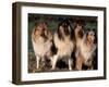 Domestic Dogs, Four Rough Collies Sitting Together-Adriano Bacchella-Framed Photographic Print