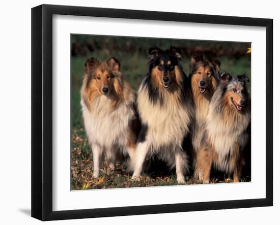 Domestic Dogs, Four Rough Collies Sitting Together-Adriano Bacchella-Framed Photographic Print