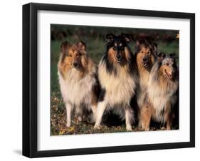 Domestic Dogs, Four Rough Collies Sitting Together-Adriano Bacchella-Framed Photographic Print