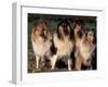 Domestic Dogs, Four Rough Collies Sitting Together-Adriano Bacchella-Framed Photographic Print