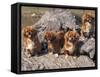 Domestic Dogs, Four Tibetan Spaniels on Rocks-Adriano Bacchella-Framed Stretched Canvas