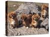 Domestic Dogs, Four Tibetan Spaniels on Rocks-Adriano Bacchella-Stretched Canvas