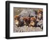 Domestic Dogs, Four Tibetan Spaniels on Rocks-Adriano Bacchella-Framed Premium Photographic Print