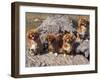 Domestic Dogs, Four Tibetan Spaniels on Rocks-Adriano Bacchella-Framed Photographic Print