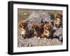 Domestic Dogs, Four Tibetan Spaniels on Rocks-Adriano Bacchella-Framed Photographic Print