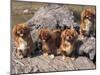 Domestic Dogs, Four Tibetan Spaniels on Rocks-Adriano Bacchella-Mounted Photographic Print