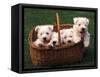 Domestic Dogs, Four West Highland Terrier / Westie Puppies in a Basket-Adriano Bacchella-Framed Stretched Canvas