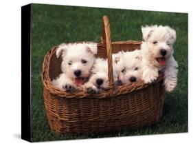 Domestic Dogs, Four West Highland Terrier / Westie Puppies in a Basket-Adriano Bacchella-Stretched Canvas