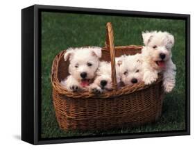 Domestic Dogs, Four West Highland Terrier / Westie Puppies in a Basket-Adriano Bacchella-Framed Stretched Canvas