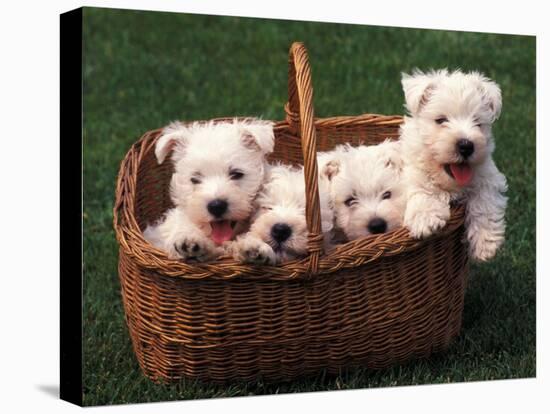 Domestic Dogs, Four West Highland Terrier / Westie Puppies in a Basket-Adriano Bacchella-Stretched Canvas