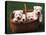 Domestic Dogs, Four West Highland Terrier / Westie Puppies in a Basket-Adriano Bacchella-Stretched Canvas