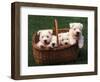 Domestic Dogs, Four West Highland Terrier / Westie Puppies in a Basket-Adriano Bacchella-Framed Premium Photographic Print