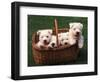 Domestic Dogs, Four West Highland Terrier / Westie Puppies in a Basket-Adriano Bacchella-Framed Premium Photographic Print