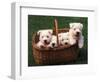 Domestic Dogs, Four West Highland Terrier / Westie Puppies in a Basket-Adriano Bacchella-Framed Premium Photographic Print