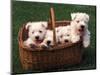 Domestic Dogs, Four West Highland Terrier / Westie Puppies in a Basket-Adriano Bacchella-Mounted Premium Photographic Print