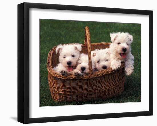 Domestic Dogs, Four West Highland Terrier / Westie Puppies in a Basket-Adriano Bacchella-Framed Premium Photographic Print