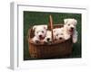 Domestic Dogs, Four West Highland Terrier / Westie Puppies in a Basket-Adriano Bacchella-Framed Premium Photographic Print