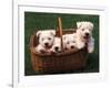 Domestic Dogs, Four West Highland Terrier / Westie Puppies in a Basket-Adriano Bacchella-Framed Photographic Print