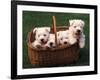 Domestic Dogs, Four West Highland Terrier / Westie Puppies in a Basket-Adriano Bacchella-Framed Photographic Print