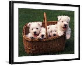 Domestic Dogs, Four West Highland Terrier / Westie Puppies in a Basket-Adriano Bacchella-Framed Photographic Print