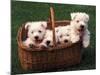 Domestic Dogs, Four West Highland Terrier / Westie Puppies in a Basket-Adriano Bacchella-Mounted Photographic Print